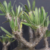 P.グラキリス 1143