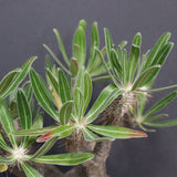 P.グラキリス 1143