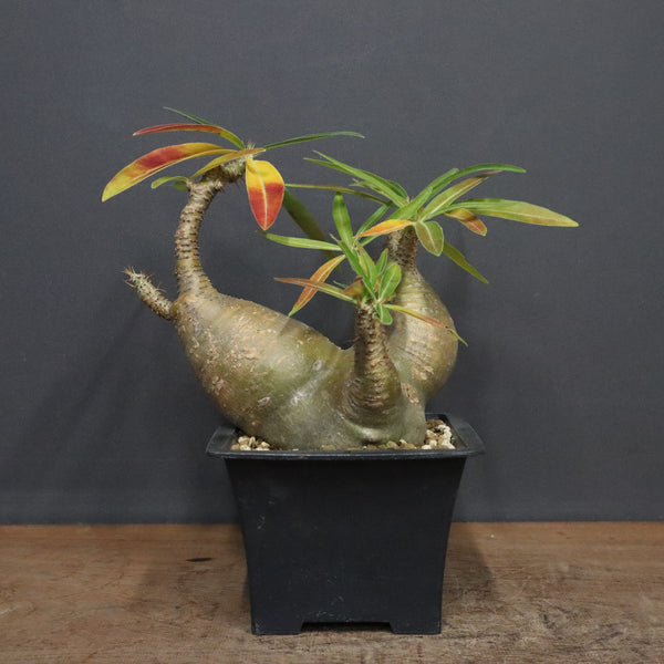 P.グラキリス 488