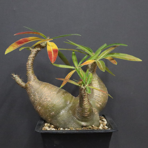 P.グラキリス 488