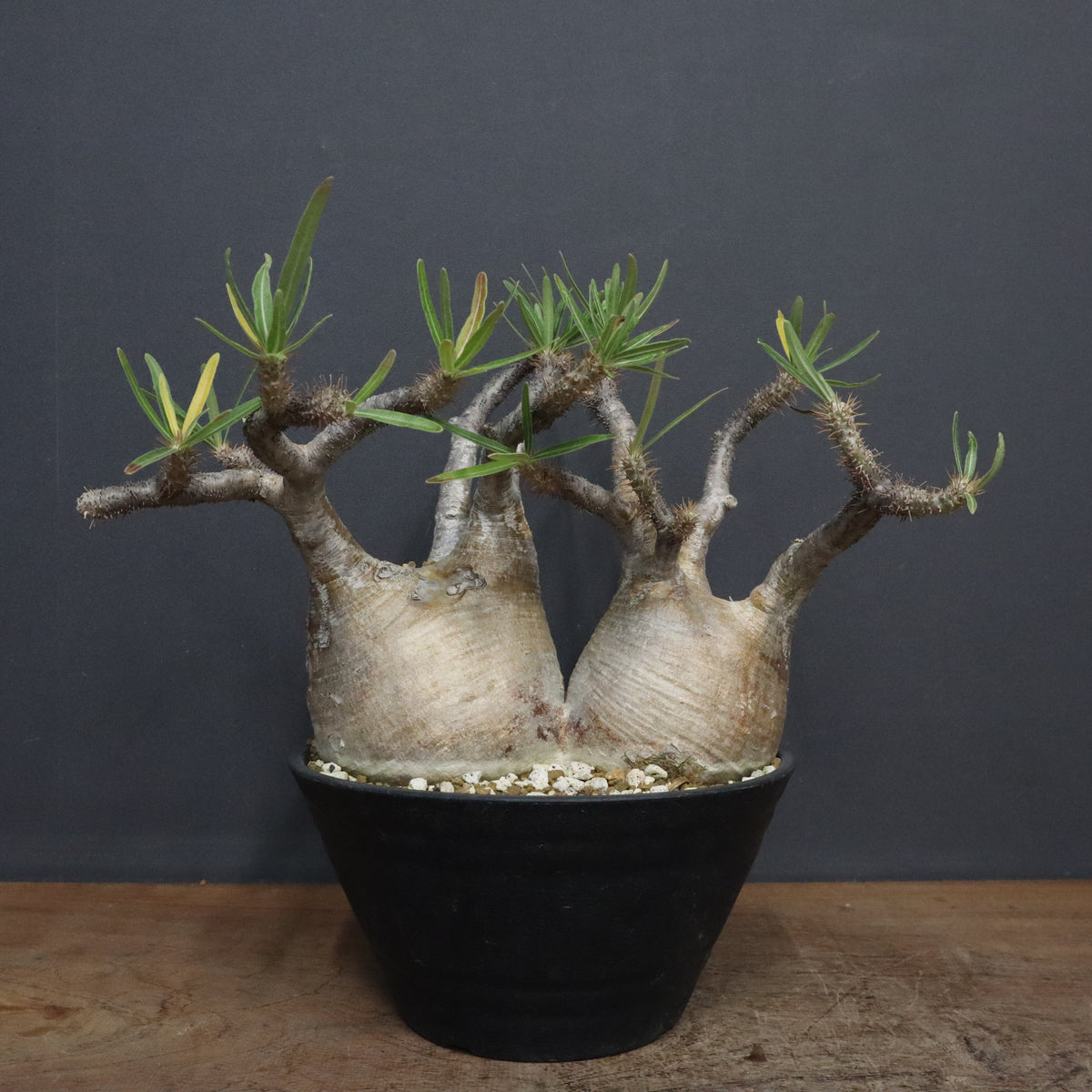 良質天然石様　多肉植物棚　GAI-W655A 良質天然石様 多肉植物棚 GAI-W655A - メルカリ