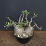 P.グラキリス  1264