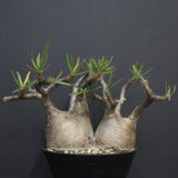 P.グラキリス  1264