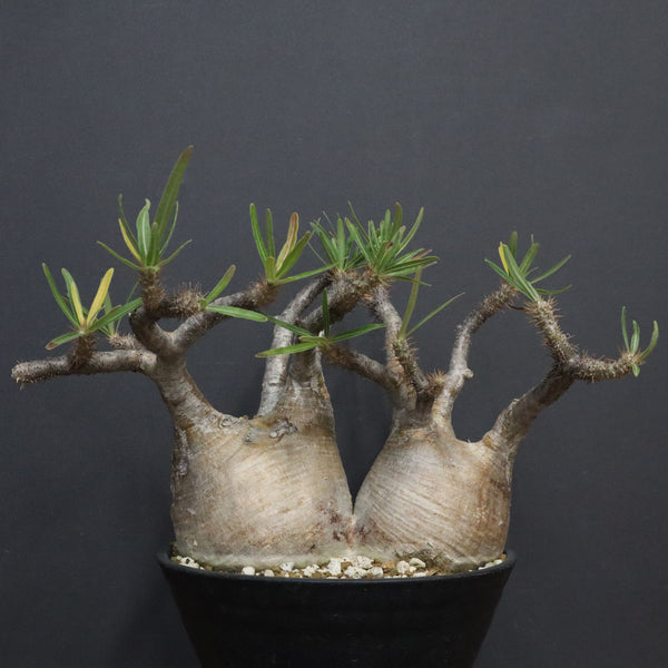 P.グラキリス  1264