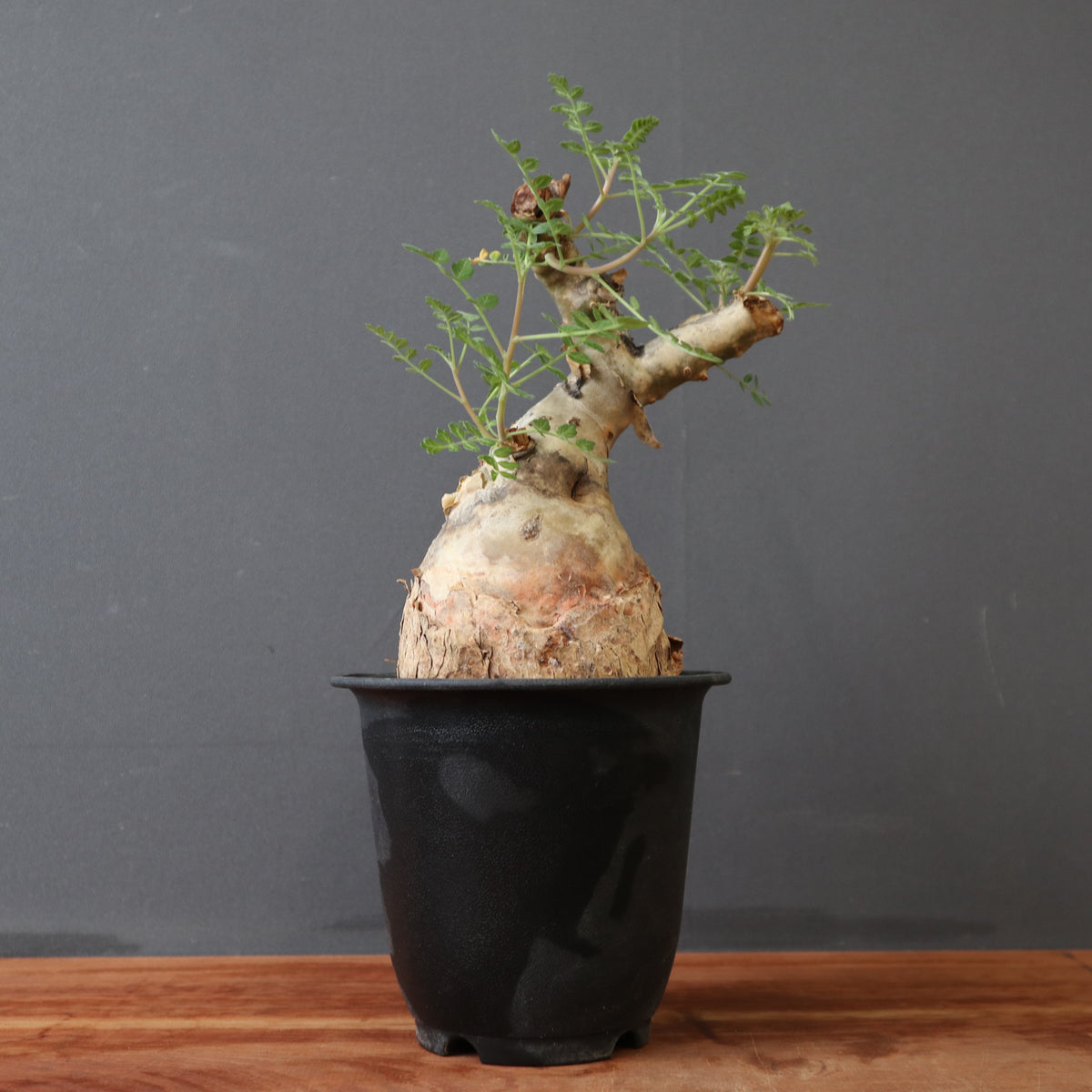 TaiShoDo ONLINE SHOP 塊根植物 多肉植物通販