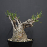 P.グラキリス  1264