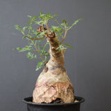 P.ディスカラー 51