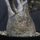 P.グラキリス  1264