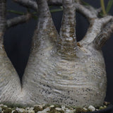 P.グラキリス  1264