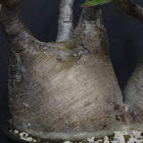 P.グラキリス  1264