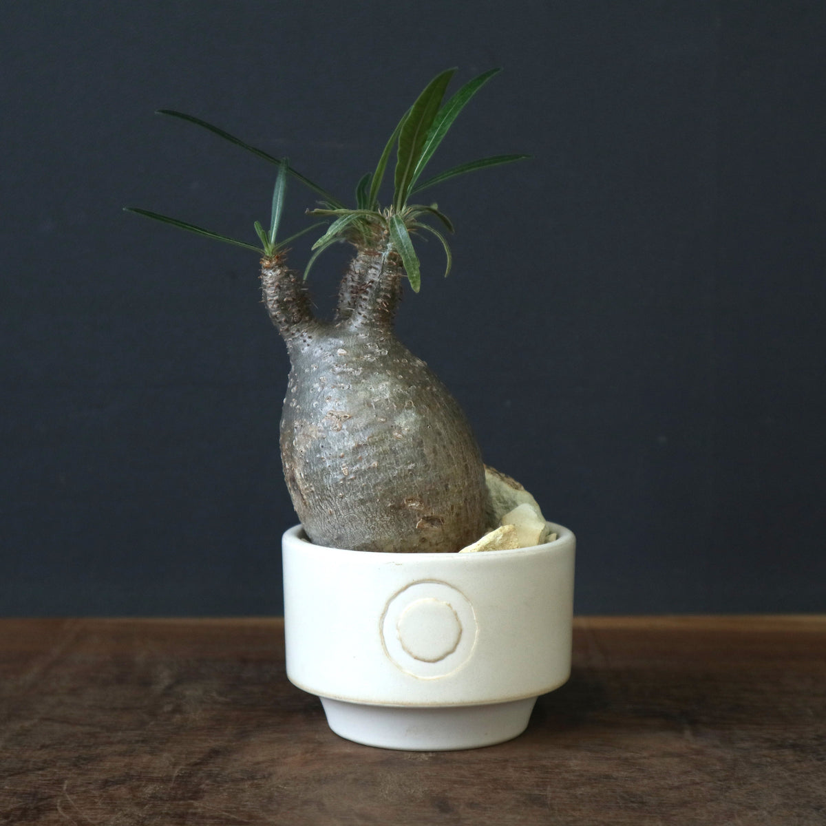鉢 × 塊根植物 – TaiShoDo ONLINE SHOP