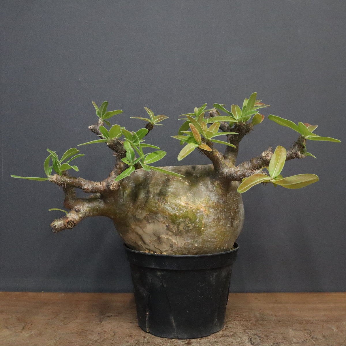 ちょくみ様 多肉植物棚 GAI-W80AW ちょくみ様 多肉植物棚 GAI-W80AW