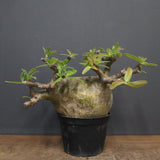 P.グラキリス  556