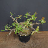 P.グラキリス  556