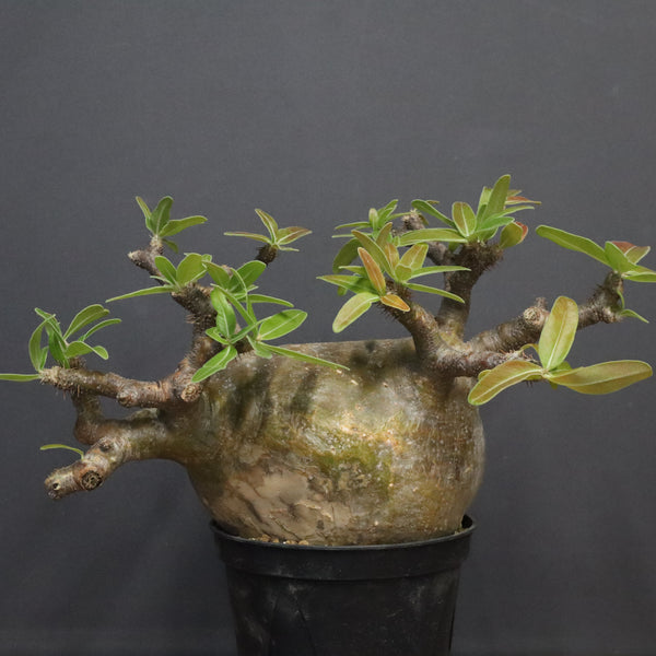 P.グラキリス  556