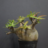 P.グラキリス  556