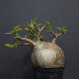 P.グラキリス  556