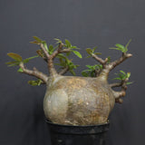 P.グラキリス  556