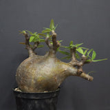 P.グラキリス  556