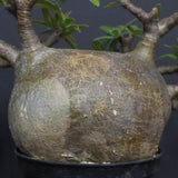 P.グラキリス  556