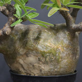 P.グラキリス  556