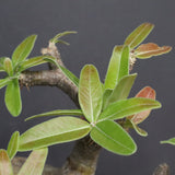 P.グラキリス  556