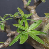 P.グラキリス  556