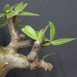 P.グラキリス  556