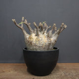 P.グラキリス 1265【綴化】