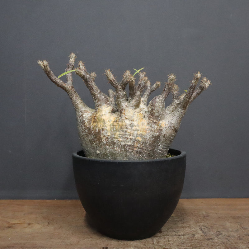 P.グラキリス 1265【綴化】