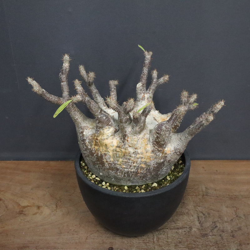 P.グラキリス 1265【綴化】