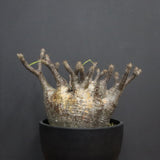 P.グラキリス 1265【綴化】