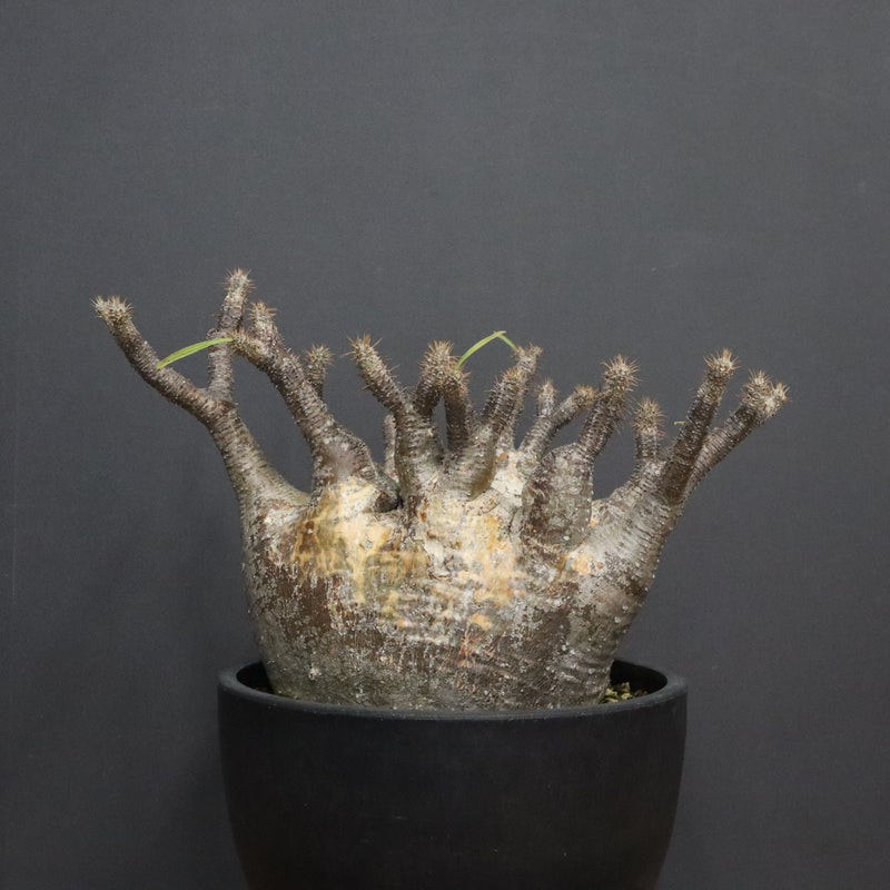 P.グラキリス 1265【綴化】