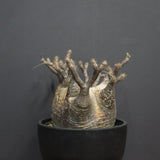 P.グラキリス 1265【綴化】