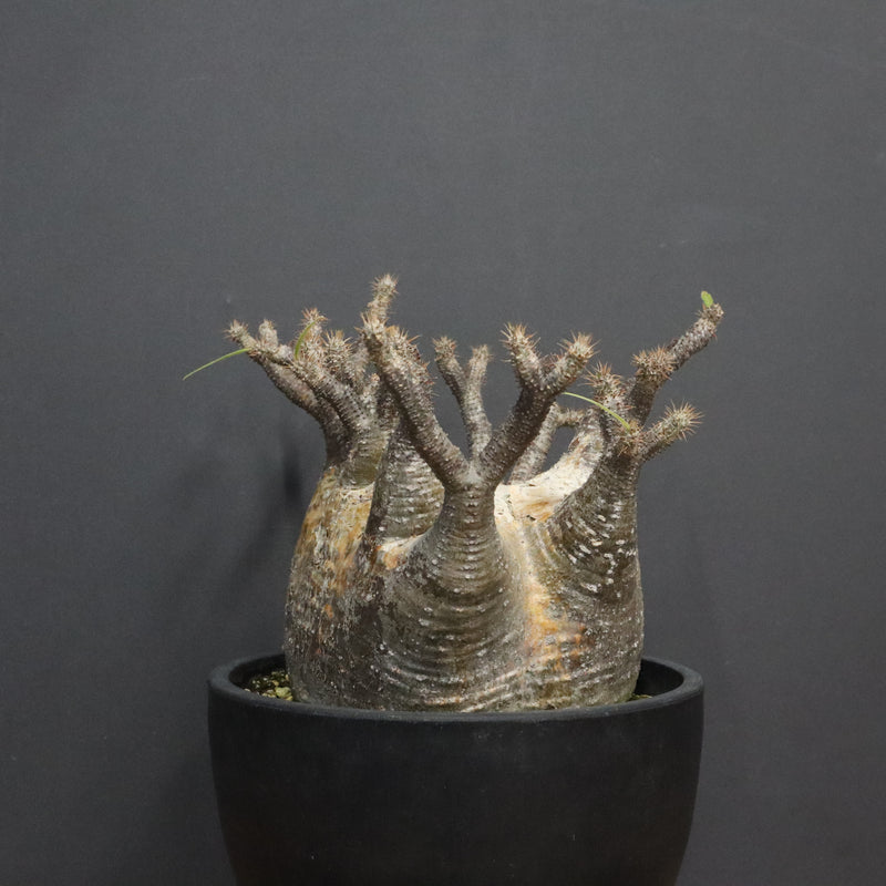 P.グラキリス 1265【綴化】