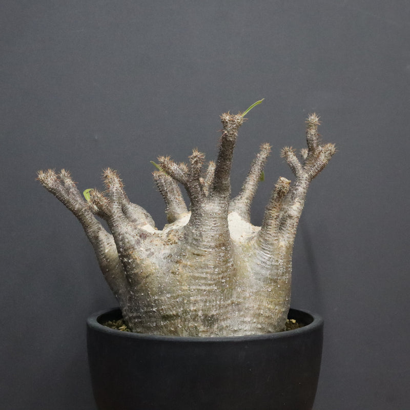 P.グラキリス 1265【綴化】