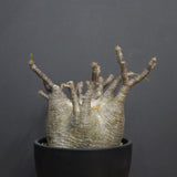 P.グラキリス 1265【綴化】