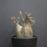 P.グラキリス 1265【綴化】