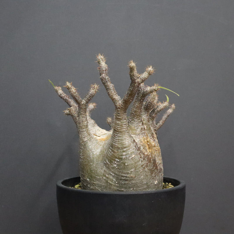 P.グラキリス 1265【綴化】