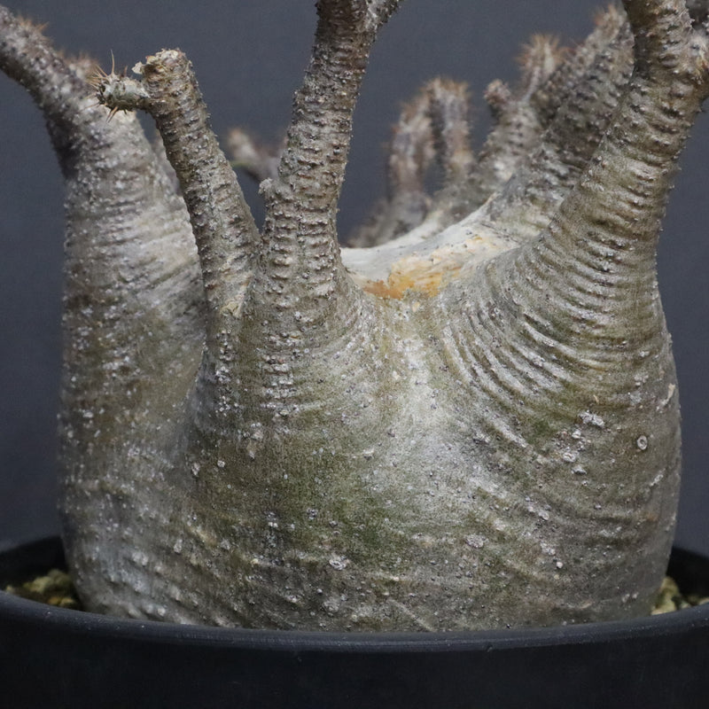 P.グラキリス 1265【綴化】