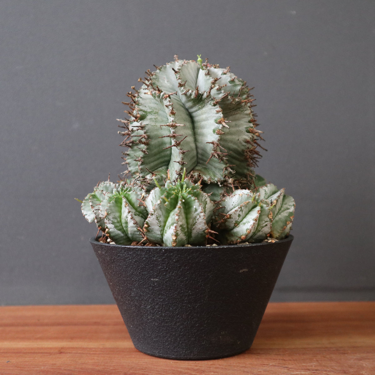 塊根植物 – 21ページ目 – TaiShoDo ONLINE SHOP