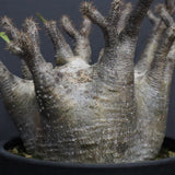 P.グラキリス 1265【綴化】