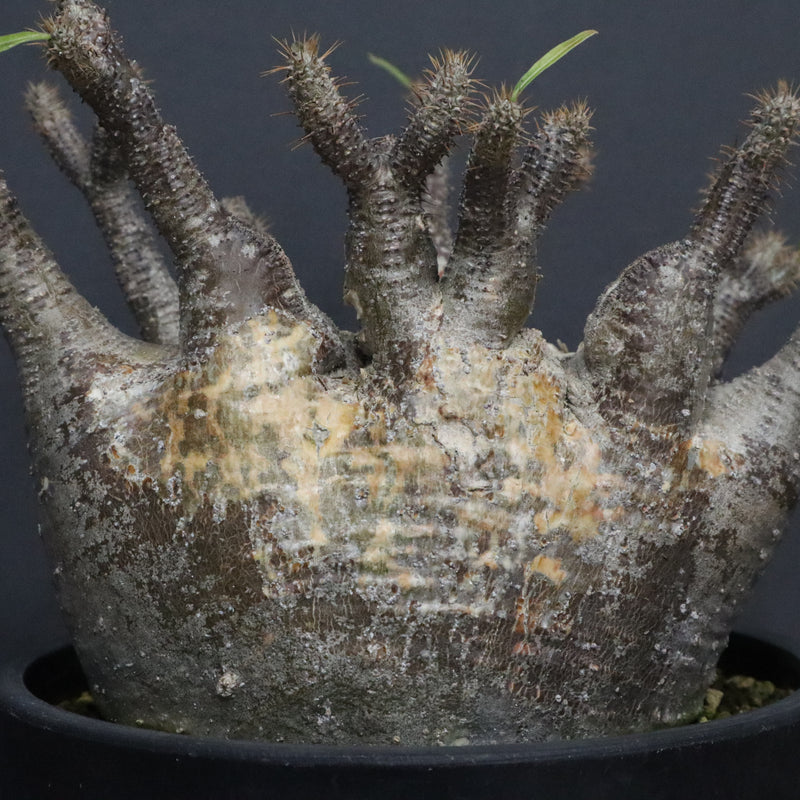 P.グラキリス 1265【綴化】