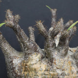 P.グラキリス 1265【綴化】