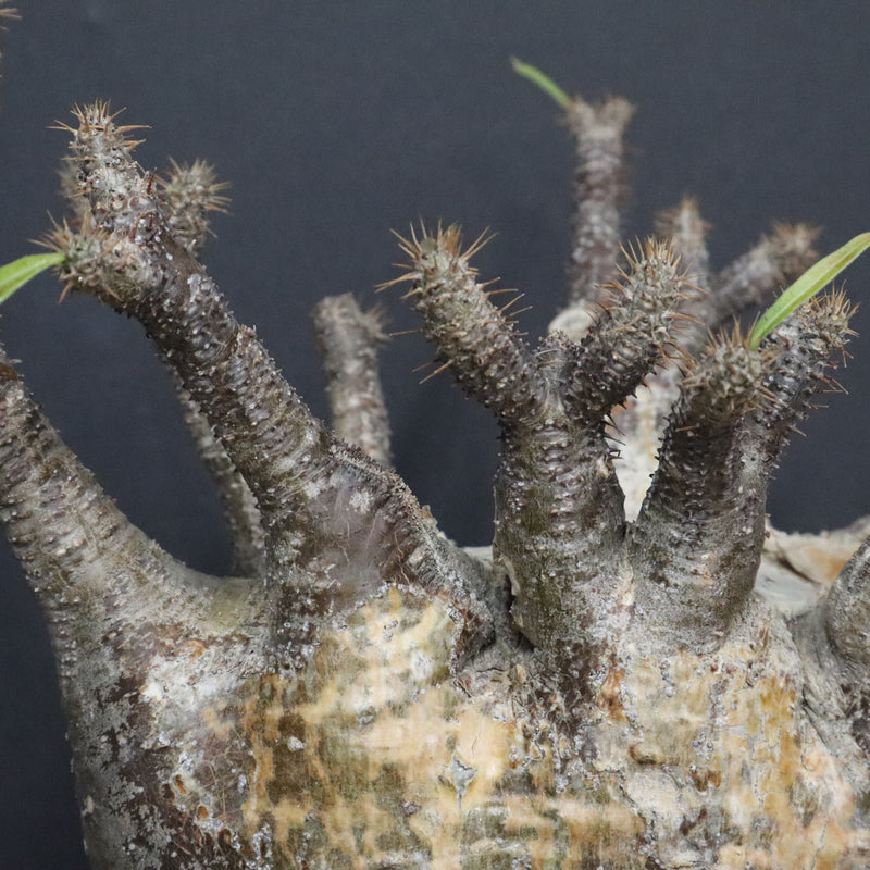 P.グラキリス 1265【綴化】