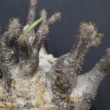 P.グラキリス 1265【綴化】