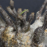 P.グラキリス 1265【綴化】