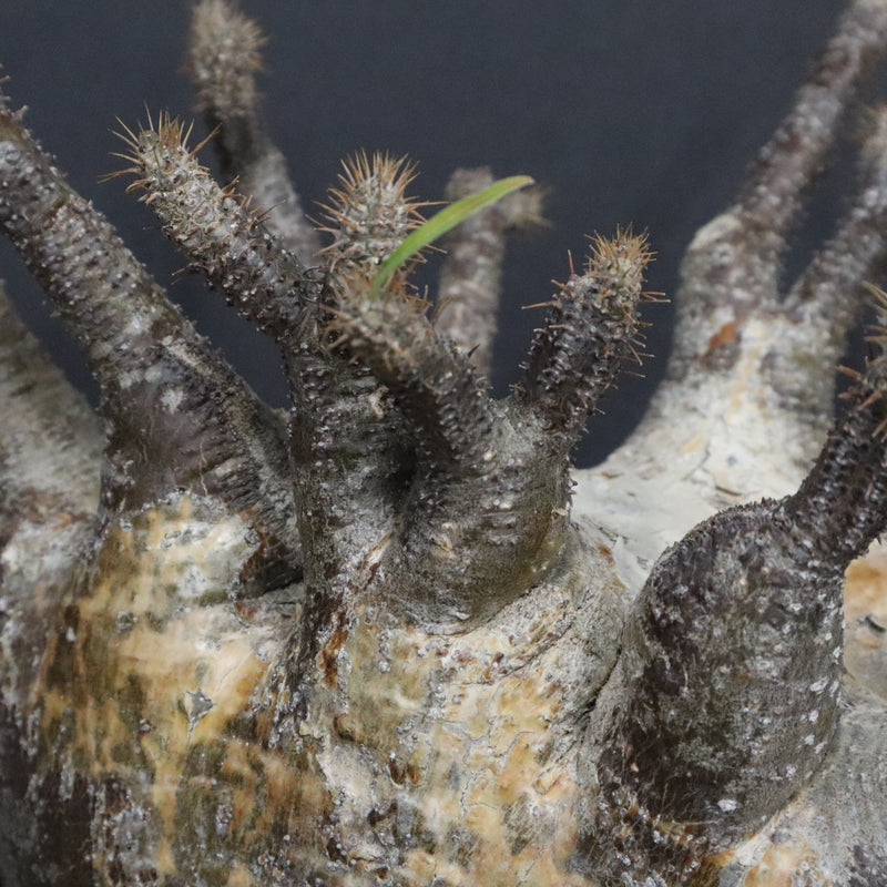 P.グラキリス 1265【綴化】