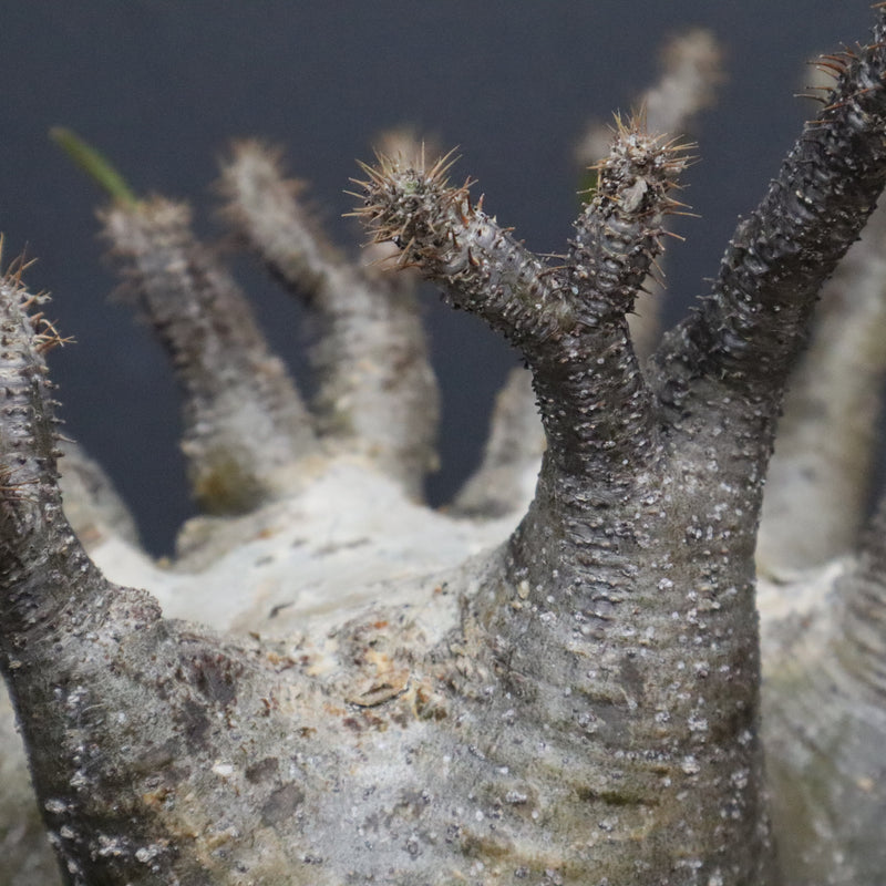 P.グラキリス 1265【綴化】