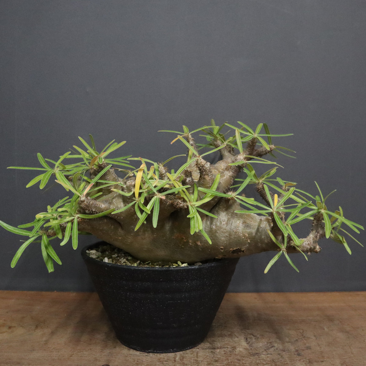 パキポディウム・グラキリス – TaiShoDo ONLINE SHOP